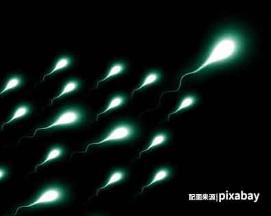 精子如何准确寻找卵子提高受孕率