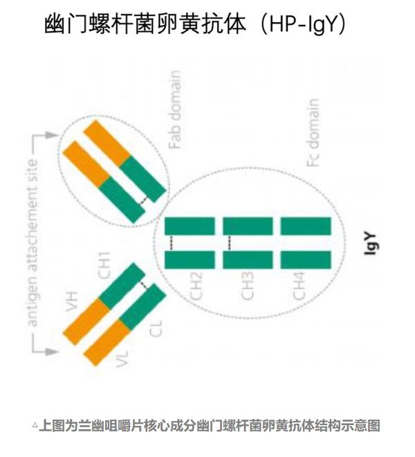 《幽门螺杆菌卵黄抗体疗法：解决儿童感染Hp营养不良又口臭难题》